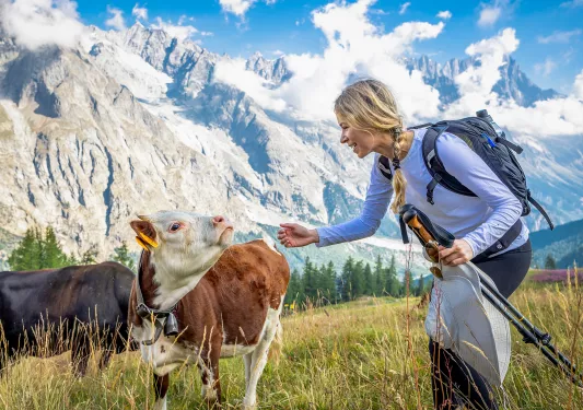 Feeding Cows Swiss Alps
