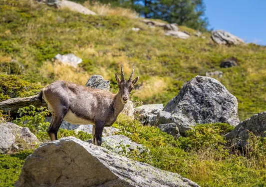 Close-up shot of an Alpine Ibex.