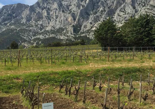 Vineyard Surrounded by Mountains