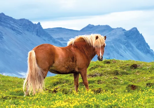 Lone Icelandic Horse Iceland
