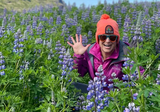 Hiker posing in wild lupine flowers in Iceland.
