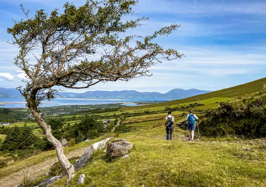 Wind Blown Tree Ireland