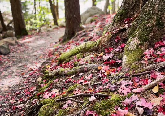 Ground shot of forest floor, red leaves dotting it.