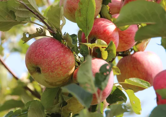 Close-up of crabapples.