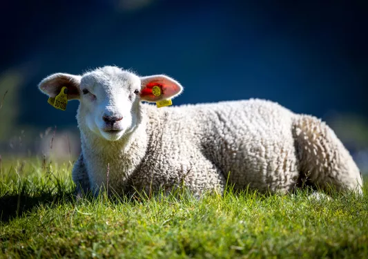 Tagged Sheep Norway