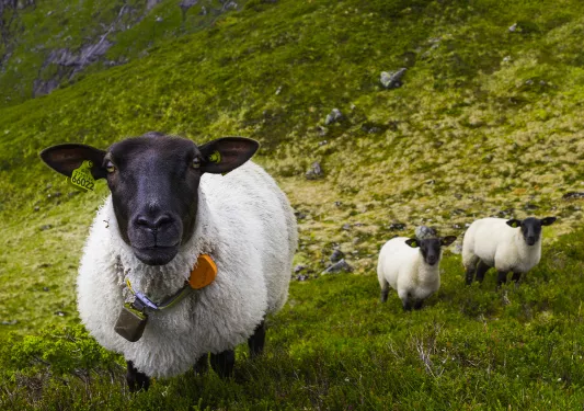 Sheep on a grassy hill in Norway