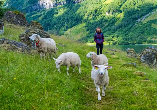 Woman being led down a path by four sheep.