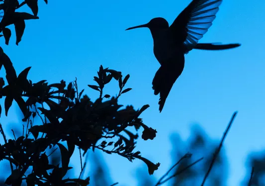 Nighttime photo of a hummingbird flying to treebranch.