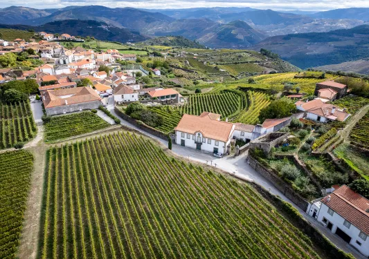 Bird's eye shot of vineyard town, white and tan houses, grapevines all around.