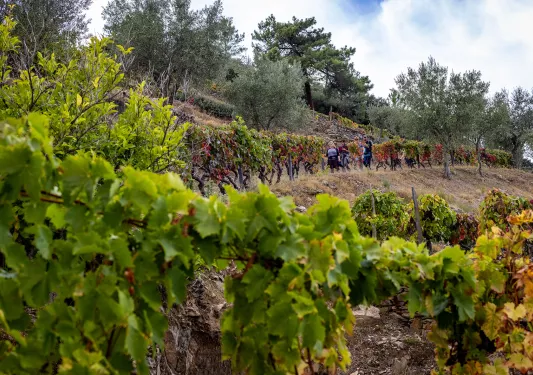 Close-up of grapevines, guests in distance.