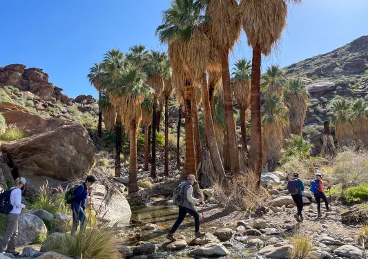Guests hiking on desert trail, palms in background.