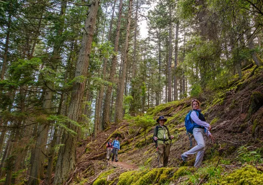 Hikers on a hill trail among tall trees