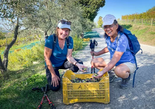 Two Backroads guests holding handfuls of fresh picked olives.