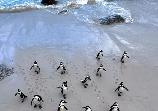 Penguins walking ashore