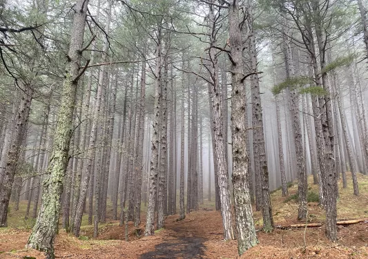 Shot of foggy, moss covered forest.