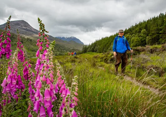 Hiking Past Foxglove Scotland