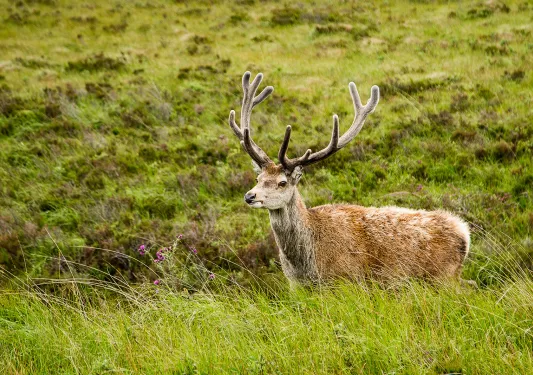 Red Stag Scotland