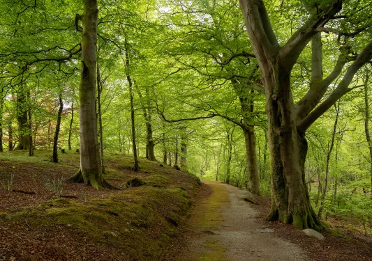 Path Forest Ireland