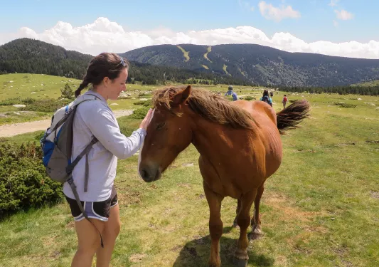 Guest in meadow petting brown horse.