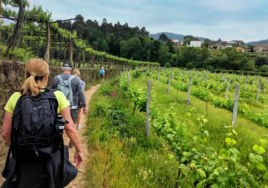 Guests walking through vineyard, grapevines on either side, towards town.