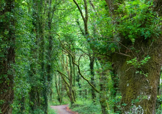 Four guests walking through verdant forest trail, tall trees around.
