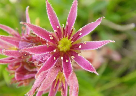 Close-up of a Mountain Houseleek.