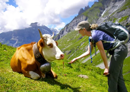 Hiker meeting a cow on a mountain trail.