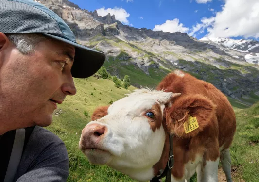 Guest face-to-face with cow, mountains behind them.