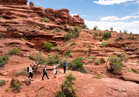 Four guests hiking on desert trail