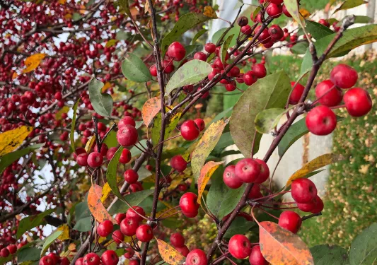 Close-up of cranberries.