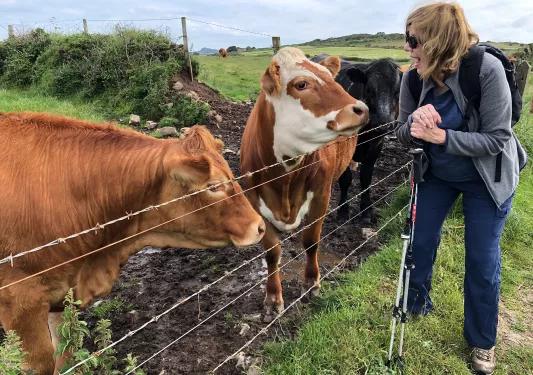 Guest Talking to Cows Whales