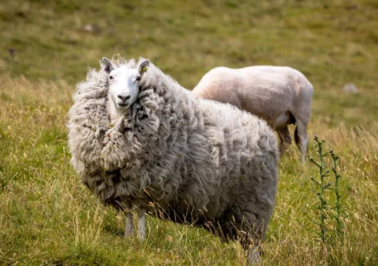 Sheep Wales
