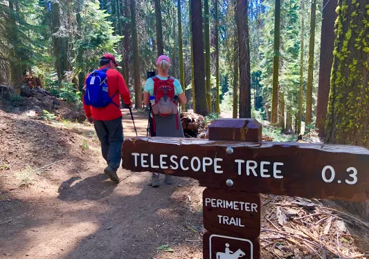 Sign for the "TELESOPE TREE", guests walking past it.