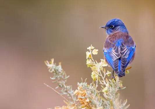 Blue bird nested on tree