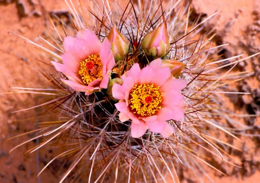 Close-up of cactus flower.