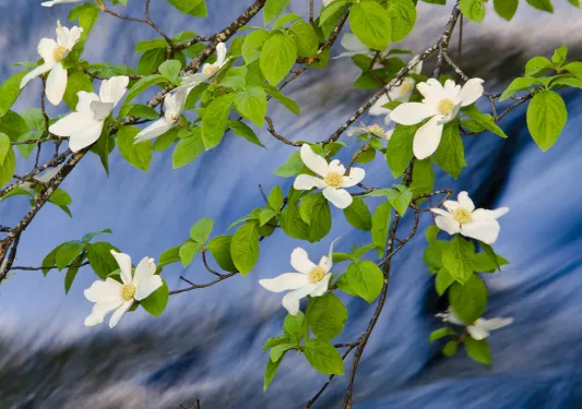 Shot of wildflower branch, flowing stream behind it.