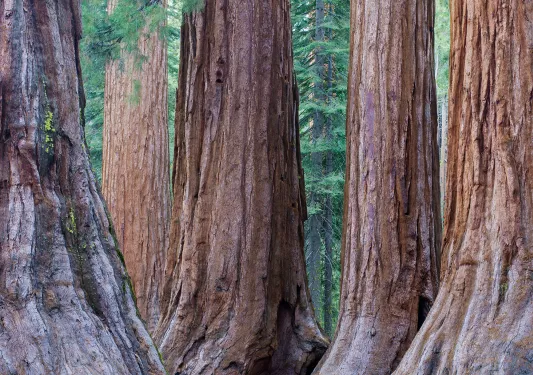 Wide shot of redwood trees.