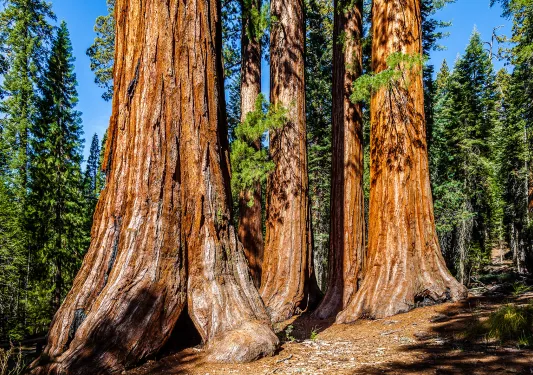 Wide shot of redwood trees.