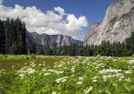 Wide shot of flowery meadow, mountains in background.