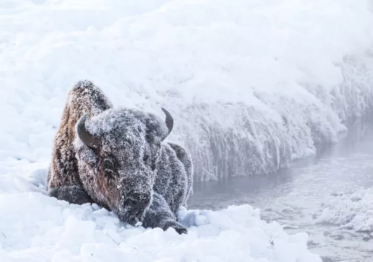 Snow covered bison enjoying a rest