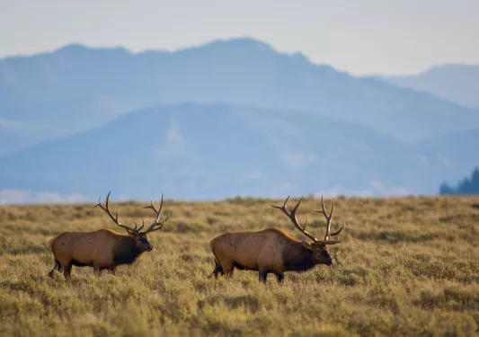 Large elk traversing through golden fields