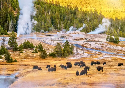 Bison enjoying a snack with steamy hot springs in background
