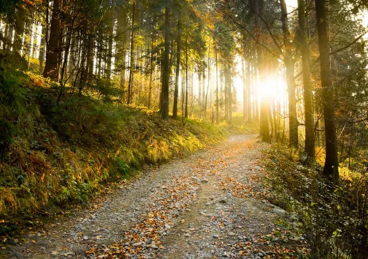 Beautiful autumn forest mountain path at sunset.