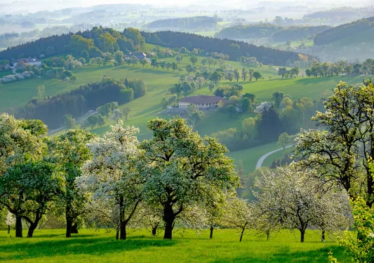 Forest landscape in Mostviertel, lower Austria.