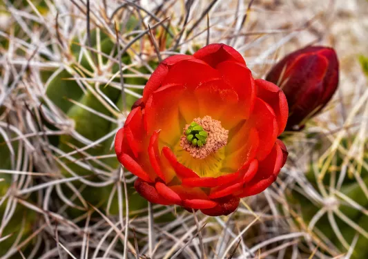 Close-up of red cactus flower.