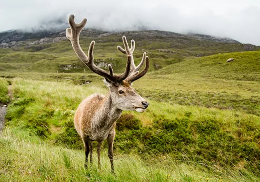 a moose on grassy plains
