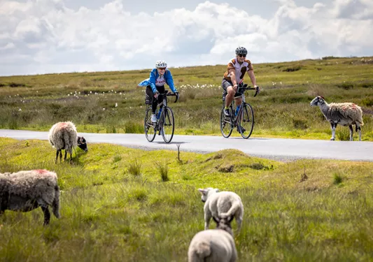 two cyclists ride by sheep