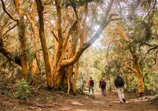 Group of people hiking through a forest filled with tall trees