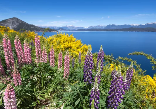 Pink and purple flowers on a hill, looking out to a lake