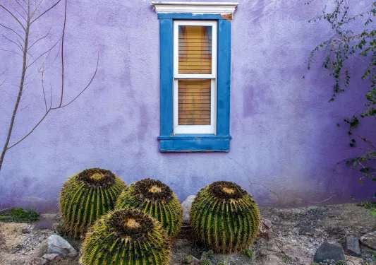 Purple building with a blue window and 4 round cacti in front